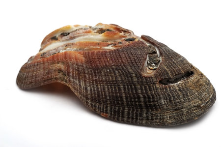 A seashell, also known as a sea shell, or simply as a shell, is the common name for a hard,...