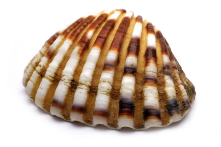 A seashell, also known as a sea shell, or simply as a shell, is the common name for a hard,...