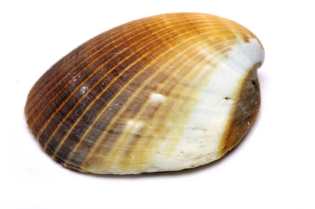 A seashell, also known as a sea shell, or simply as a shell, is the common name for a hard,...