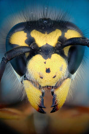 Micrograph of the head of a wasp made with the technique of stackingの写真素材