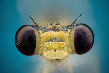 Micrograph of the head of a damselfly made with the technique of stackingの写真素材