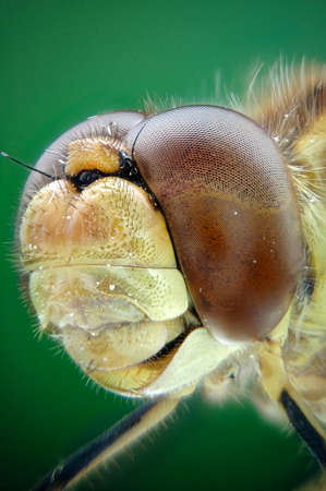 Micrograph of the head of a dragon-fly made with the technique of stackingの写真素材