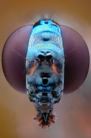 Micrograph of the head of a fly made with the technique of stackingの写真素材