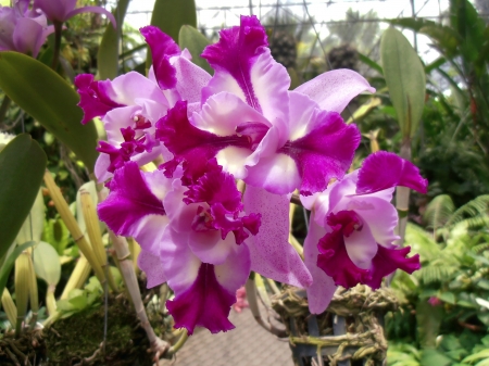 The Orchid flower in the greenhouse  Chonburi, Thailand, 2012  The Orchidaceae or orchid family is a diverse and widespread family of flowering plants with colorful and fragrant blooms の写真素材