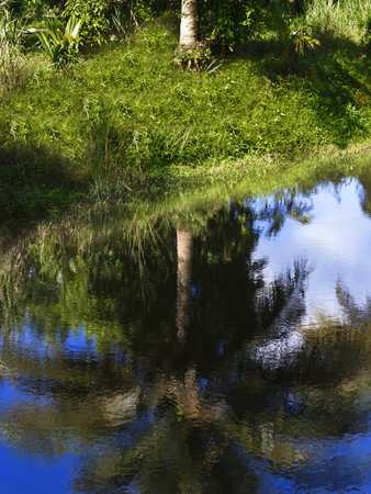 Reflection of palm tree in a lake in Chonburi の写真素材