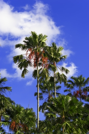 Palm tree  Nong Nooch Garden, Pattaya の写真素材