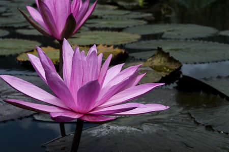 Nimphaea in Toba Lake  North Sumatra, Indonesia の写真素材