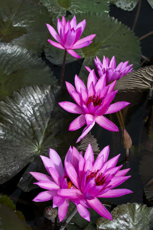 Nimphaea in Lake Toba  North Sumatra, Indonesia の写真素材