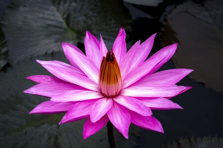 Nimphaea  Samosir Island North Sumatra, Indonesia の写真素材
