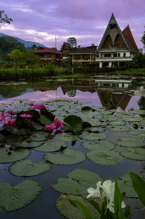Water flowers on background of houses in Batak style. Samosir Island, Lake Toba, North Sumatra, Indonesia.の写真素材