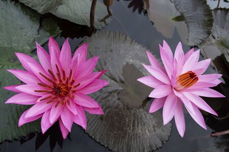 Couple of Nimphaea in Lake Toba. North Sumatra, Indonesia.の写真素材