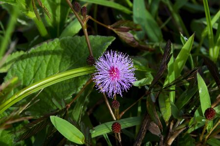 Mimosa pudica. Samosir Island, Lake Toba, North Sumatra, Indonesia.の写真素材
