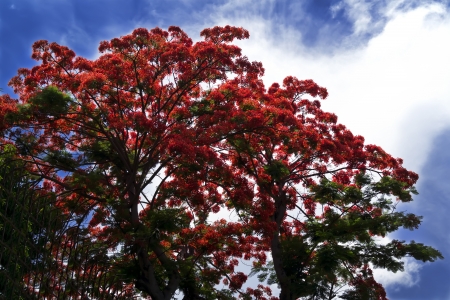 Tree Delonix Regia (syn. Poinciana Regia). Thailand, summer 2013.の写真素材
