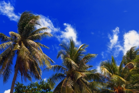 Blue Sky of Thailand. Palm trees on the background of clouds and blue sky. Summer 2013.の写真素材