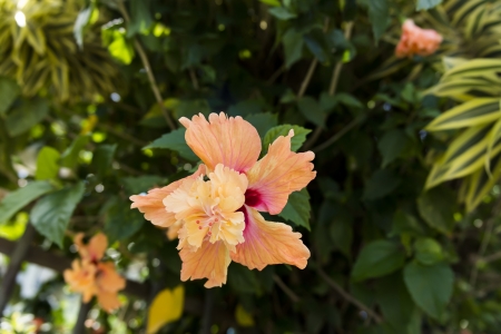 Hibiscus Flower on Pattaya streets. Thailand, Summer 2013.の写真素材