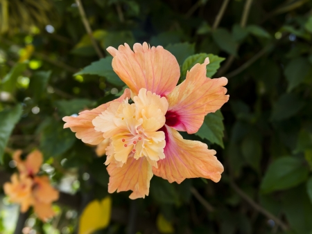 Big Hibiscus Flower on Pattaya streets. Thailand, Summer 2013.の写真素材