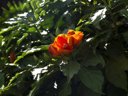 Greens Hibiscus. Hibiscus flowers on the background of greens.の写真素材