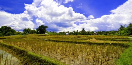 The Harvest of Rice. Break. Samosir Island  Lake Toba  North Sumatra  Indonesia.の写真素材