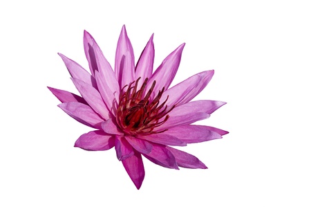 Pink Lotus on White Background. Nimphaea. Samosir Island North Sumatra, Indonesia.の写真素材