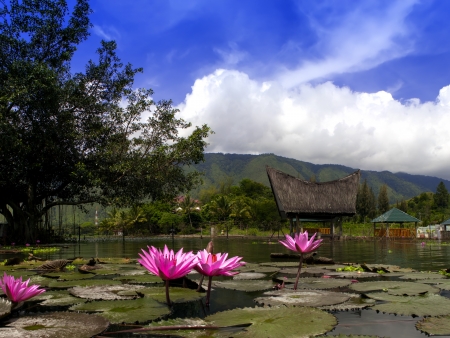 Lotuses and Gazebo.. Samosir Island  Lake Toba  North Sumatra  Indonesia.の写真素材