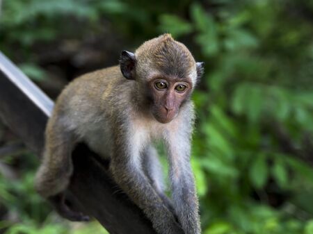 Thinking About Life  Monkeys Krabi Province  Summer 2013 の写真素材