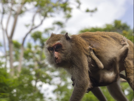 Portrait of a Mother with a Calf. Monkeys of Krabi Province. 