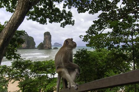 We Sit and Think on Tonsai Bay Background. Monkeys of Ao Nang, Krabi Province. の写真素材