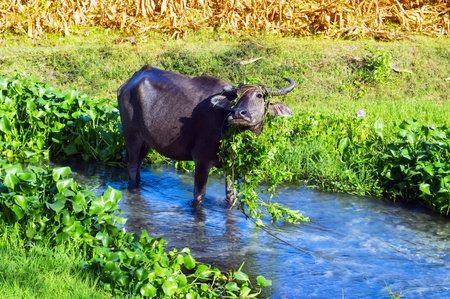 Buffalo on Valley near Pinatubo Muontain. Philippines.の写真素材