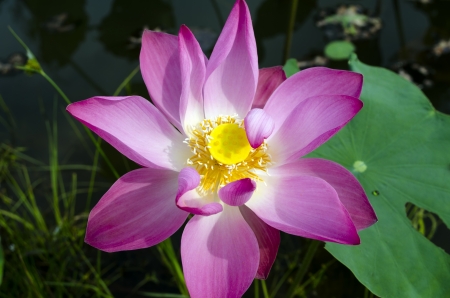 Fresh Pink Lotus. Binh Thuan province of Vietnam.の写真素材