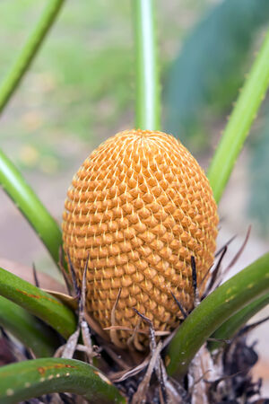 Fruit Of Palm Tree in Nong Nooch Garden, Thailand.の写真素材