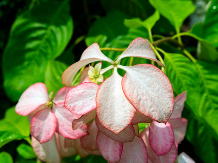 Pink Mussaenda Philippica or Virgin Tree in the Garden, Thailand.