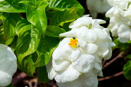 White Mussaenda Philippica or Virgin Tree in the Garden, Thailand.の写真素材