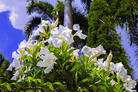 White Allamanda and Palm Tree in Thailand.の写真素材