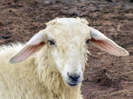 Goat の写真素材