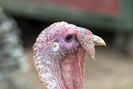 Head Of Turkey in Sheep Farm near Pattaya City.の写真素材