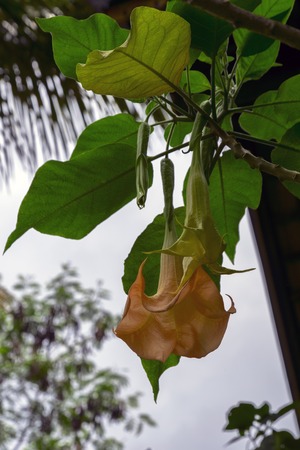 Brugmansia Feingold in Lake Toba, North Sumatra, Indonesia.の写真素材
