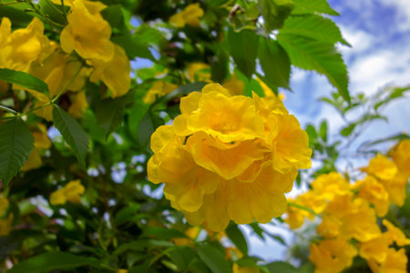 Tecoma Stans is species of flowering perennial shrub in  trumpet vine family 