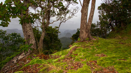 Moss on Tab Kak-Hang Nak Hill. Krabi Province Thailand