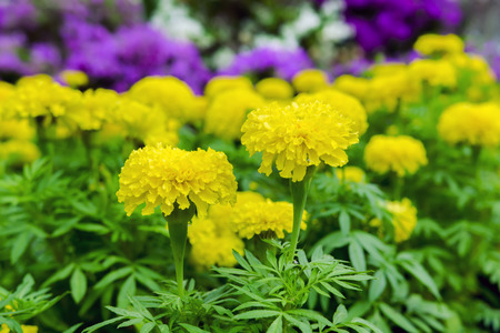 Yellow Tagetes in Multicolor Background in Garden.の写真素材