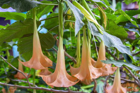 Brugmansia. Genus of seven species of poisonous flowering plants in the family Solanaceaeの写真素材