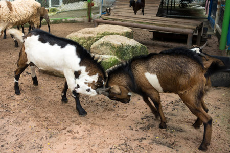 Goat Fight. Wood Goat の写真素材
