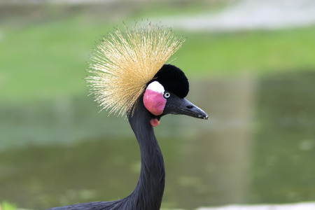 Grey Crowned Crane (Balearica regulorum) is a bird in the crane family Gruidaeの写真素材