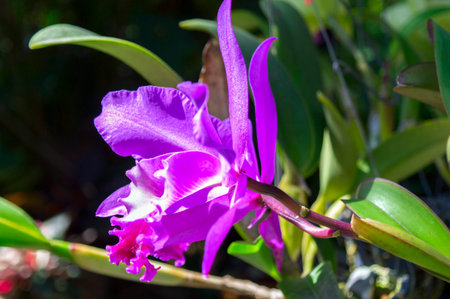 Orchid Flowers in Garden, Pattaya. Chon Buri Province of Thailand.の写真素材