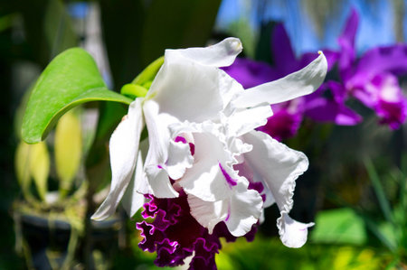Orchid Flower in Garden, Pattaya. Chon Buri Province of Thailand.の写真素材