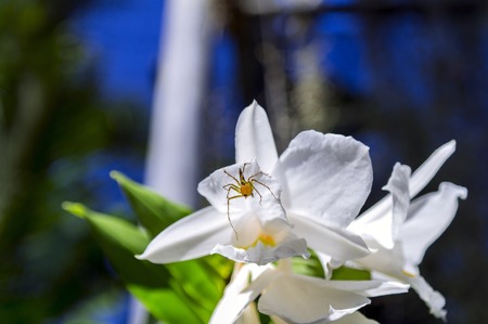 Spider on Orchid Flower in the Garden, Pattaya.の写真素材