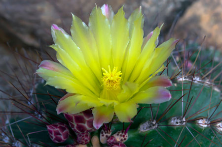 Parodia Mammulosa, or Notocactus Mammulosus in Chonburi Province of Thailand.の写真素材