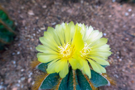 Parodia Mammulosa, or Notocactus Mammulosus Flowers in Thailand.の写真素材