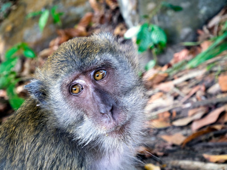 Monkeys of Koh Phi Phi Don, in the Andaman Sea