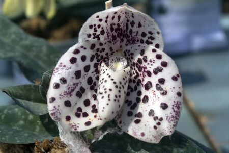 White Red Orchid Flower in Garden, Pattaya.の写真素材