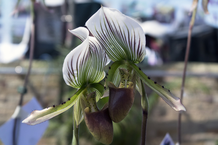 Orchid Flowers Couple on Blue Background in the Garden.の写真素材